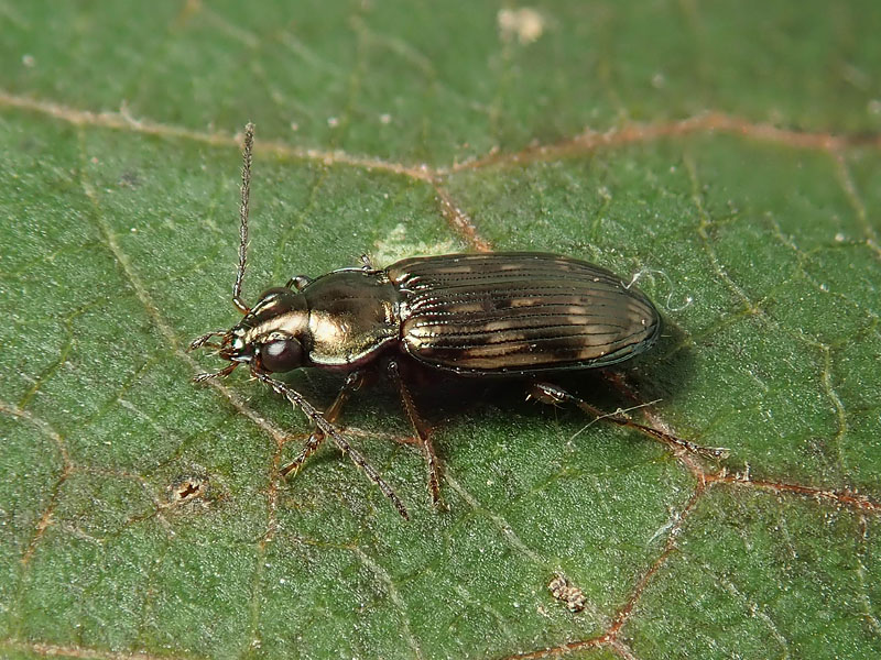 Carabidae: Bembidion varium ?  S !